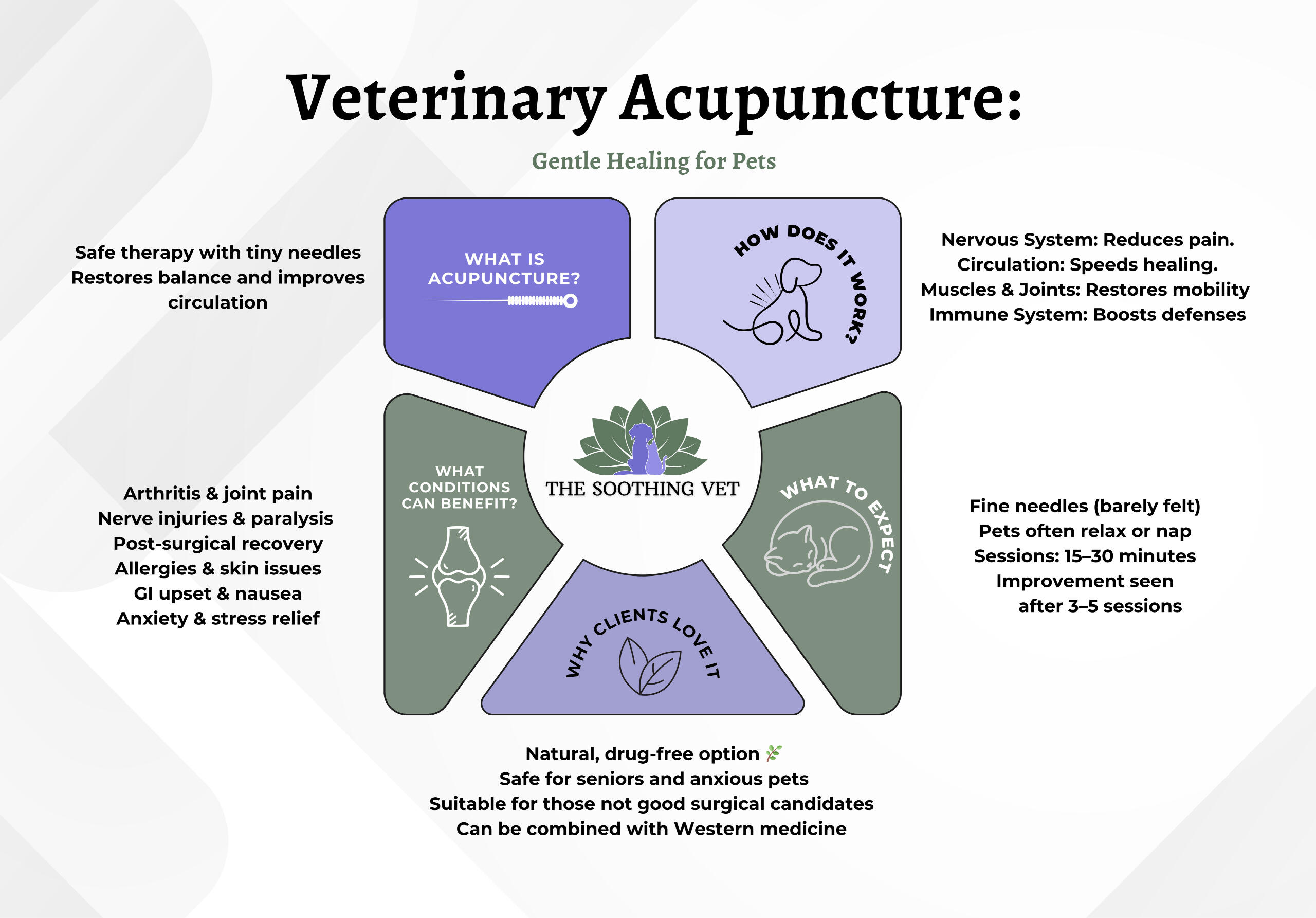 Veterinary Acupuncture for senior dogs & cats. IVDD, Back pain, CCL, cranial cruciate ligament tear, acl tear, neck pain, paralysis, paresis,